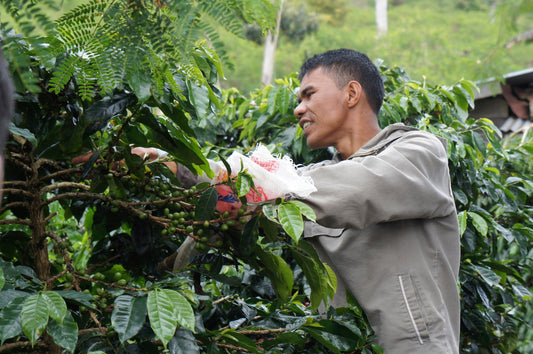 Understanding Coffee Processing Methods