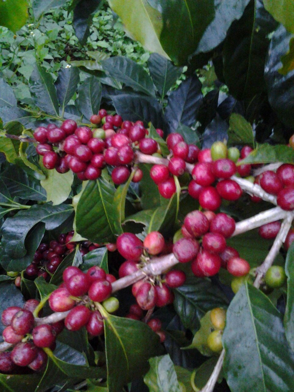 Demystifying Coffee Processing