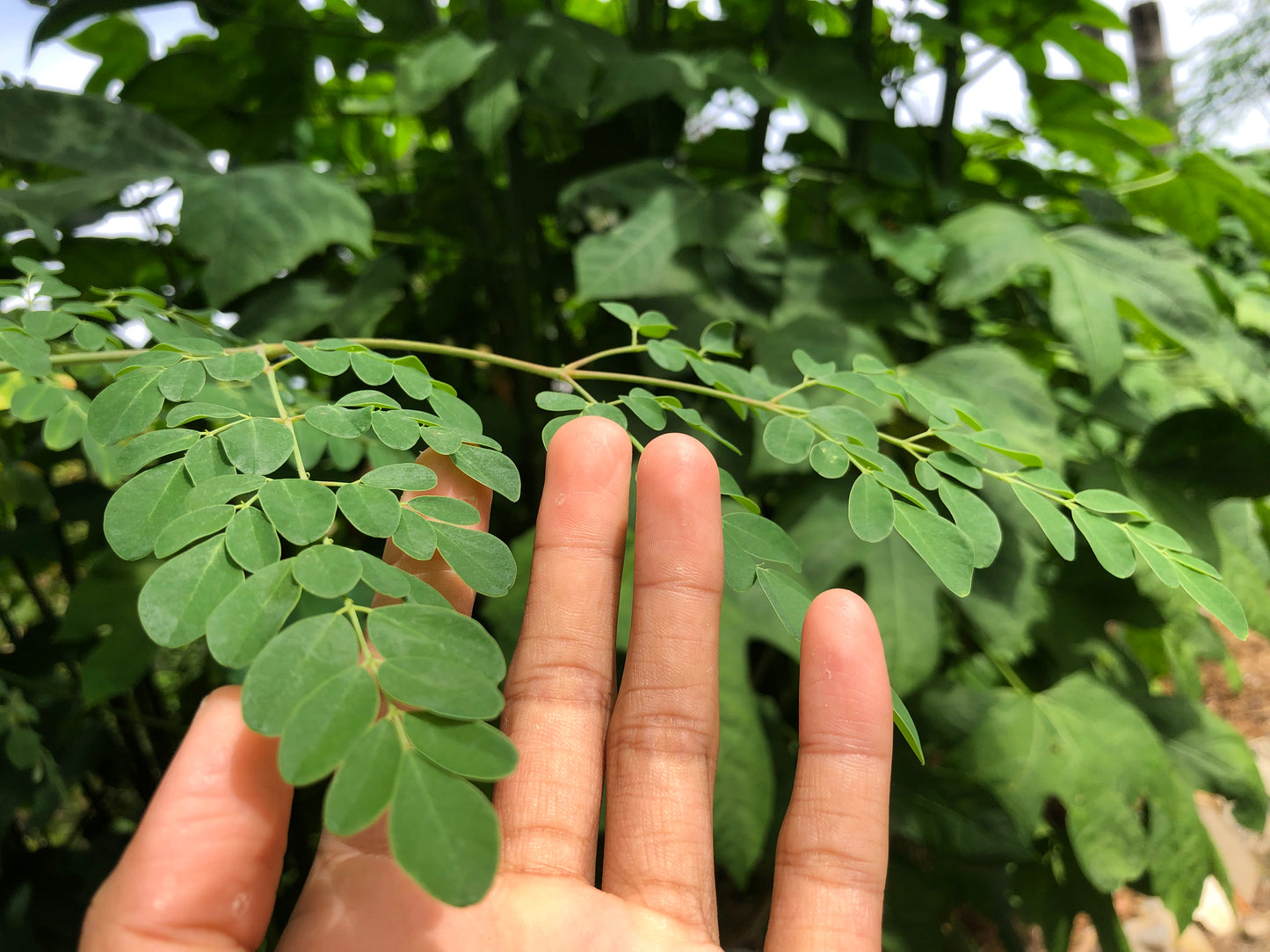Moringa for Life - 100 Capsules
